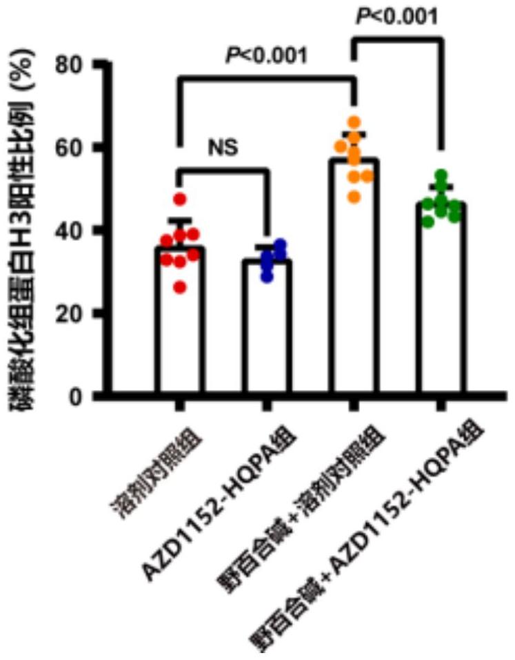 極光激酶B抑制劑在制備治療肺動(dòng)脈高壓的藥物中的應(yīng)用