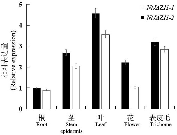 植物腺毛發(fā)育調(diào)控基因NtJAZ11、其編碼蛋白、表達(dá)載體及其應(yīng)用