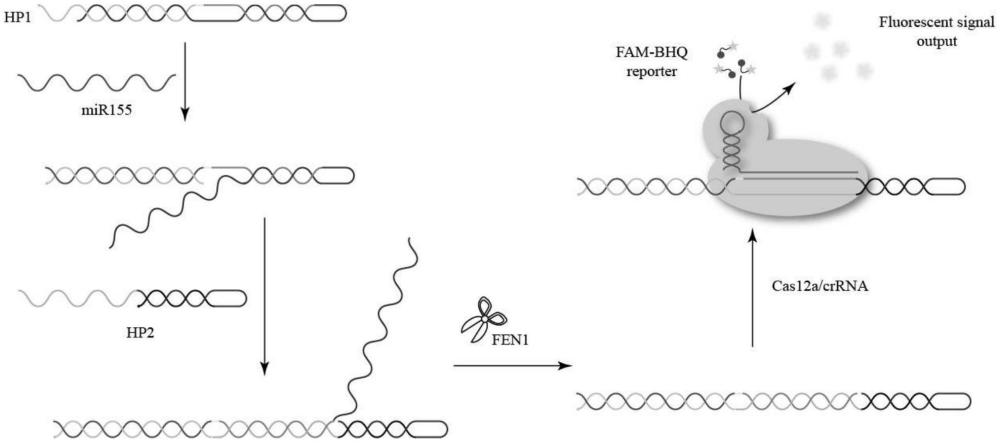 一種雙靶標(biāo)級聯(lián)門控激活的CRISPR/Cas12a系統(tǒng)檢測microRNA155和FEN1