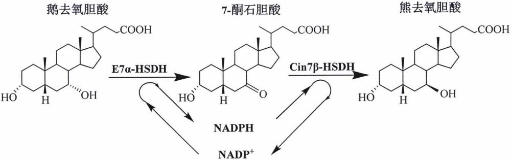 一種新型7β-羥基類固醇脫氫酶基因及其應(yīng)用