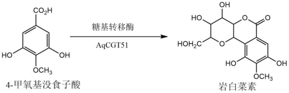 一種羅傘樹碳糖基轉(zhuǎn)移酶AqCGT51基因及在制備巖白菜素上的應(yīng)用