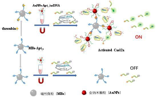 一種CRISPR/Cas12a介導的級聯(lián)凝血酶信號放大檢測方法