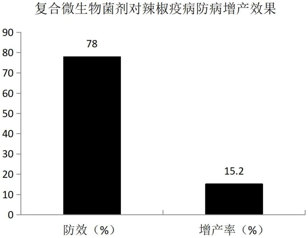 一種銅綠假單胞菌·棘孢木霉復(fù)合微生物菌劑及其制備方法和應(yīng)用