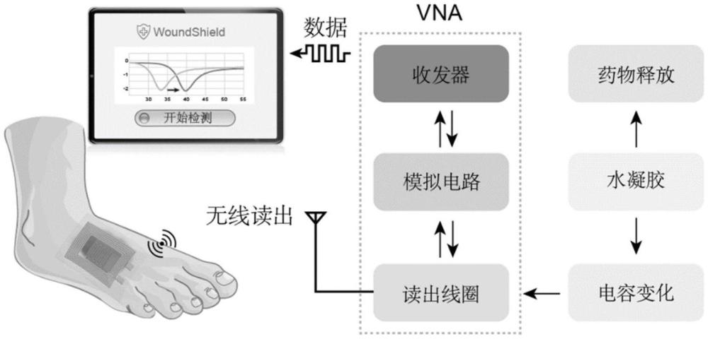 用于基質(zhì)金屬蛋白酶檢測和給藥的智能傷口敷料及應用