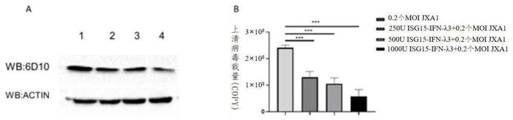 ISG15-(H4)2-IFN-λ3重組蛋白在制備預(yù)防、治療PRRSV感染的藥物中的應(yīng)用