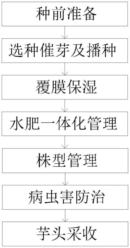 一種芋頭綠色高效栽培方法