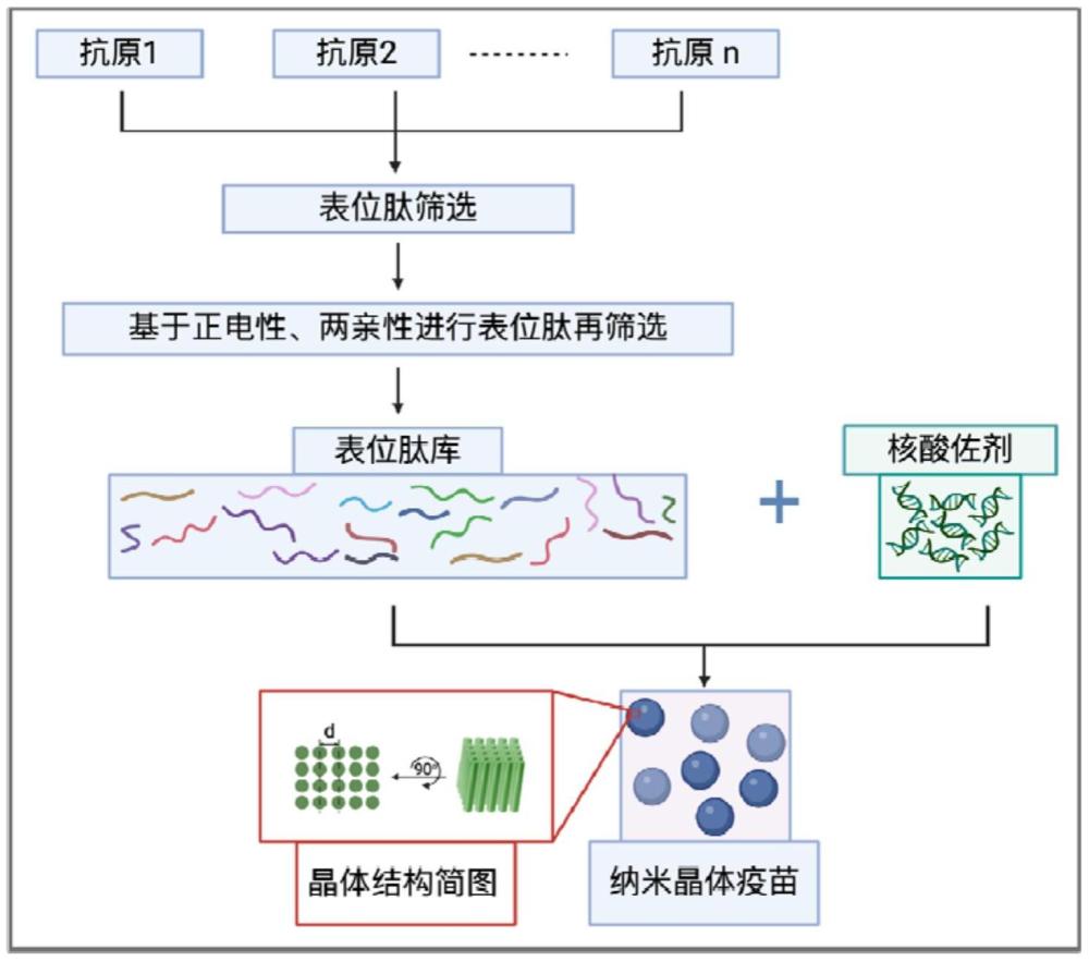 一種基于自組裝原理的多表位肽復(fù)合疫苗及其制備方法與應(yīng)用