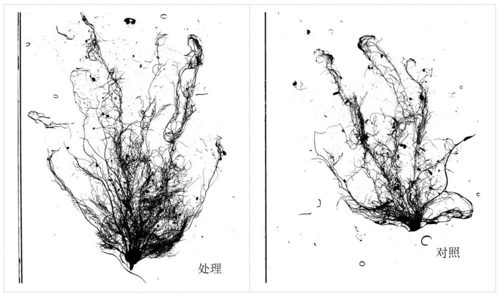 一種促進(jìn)草莓提早開花方法與流程