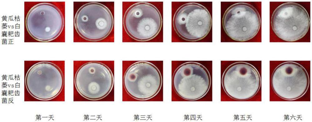 生物抗菌劑在拮抗植物病原真菌、防治植物病害、制備植物病害防治劑中的應(yīng)用、植物病害防治劑