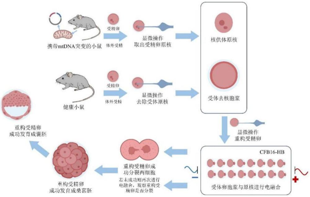 基于電融合高效通過原核移植構(gòu)建的線粒體置換體系的方法