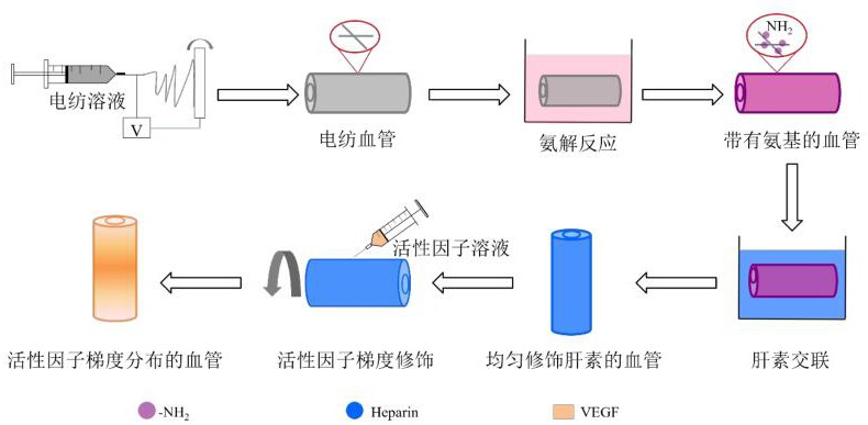 一種梯度修飾促內(nèi)皮化活性因子的人工血管及其制備方法與應(yīng)用與流程