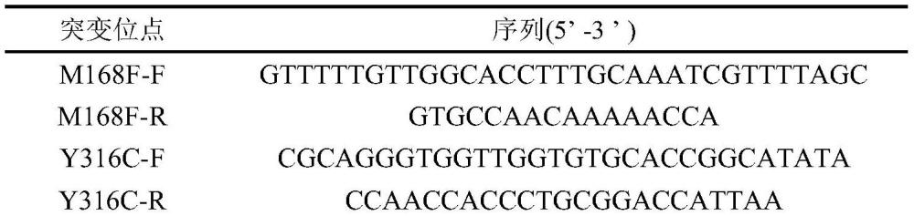 一種青霉素酰化酶基因及合成β-內(nèi)酰胺類抗生素的方法