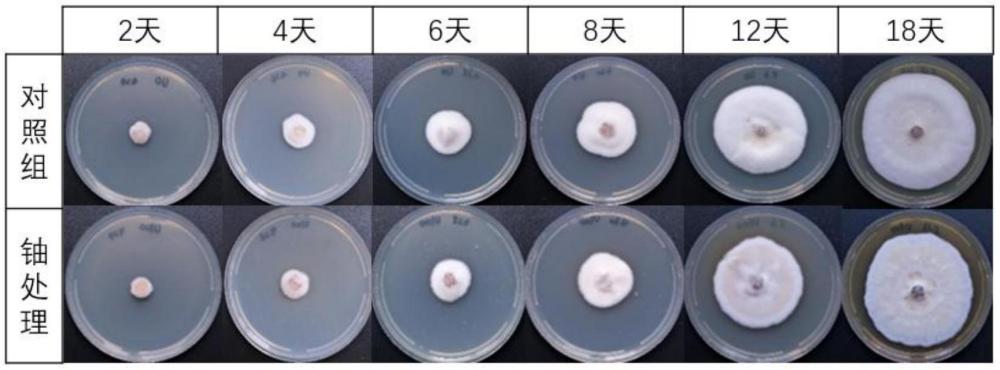 一株耐鈾植物內(nèi)生真菌及其應(yīng)用