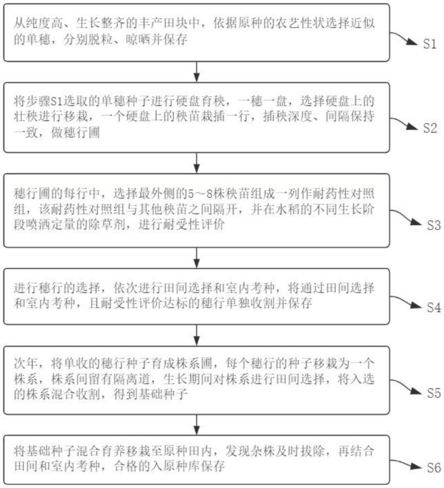 一種咪唑啉酮類(lèi)除草劑耐受性水稻新種質(zhì)的提純復(fù)壯方法與流程