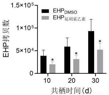 延胡索乙素在制備蝦肝腸胞蟲(chóng)抑制劑方面的應(yīng)用