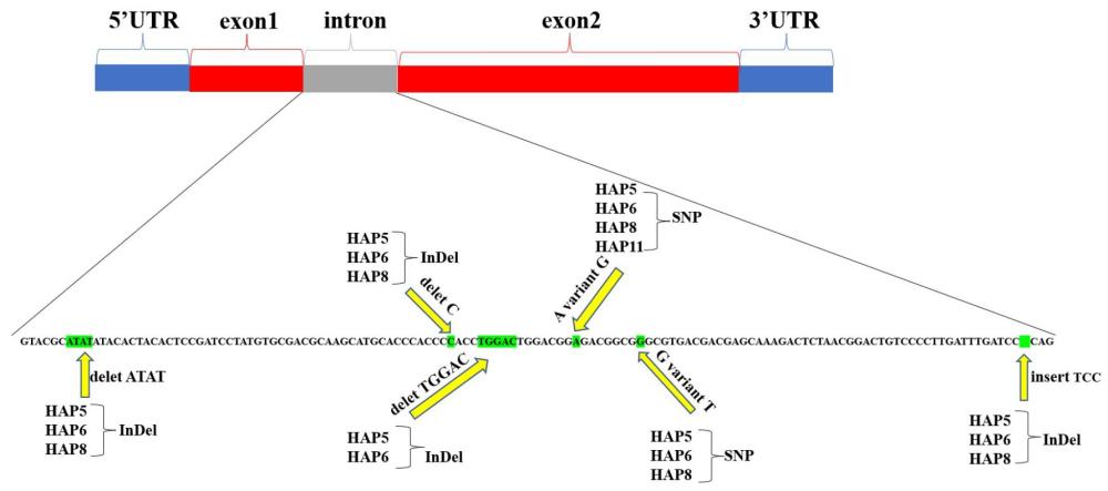 一種與玉米耐低溫基因WRKY相關(guān)的分子標(biāo)記及其應(yīng)用