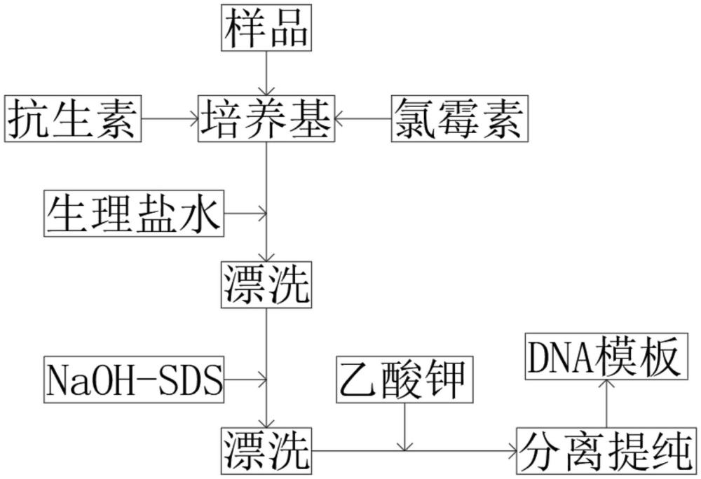 一種高通量SSR分子標(biāo)記技術(shù)鑒定李雜交后代的方法