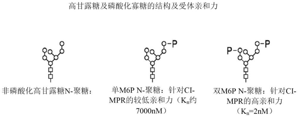 重組人類酸性α-葡萄糖苷酶的制作方法