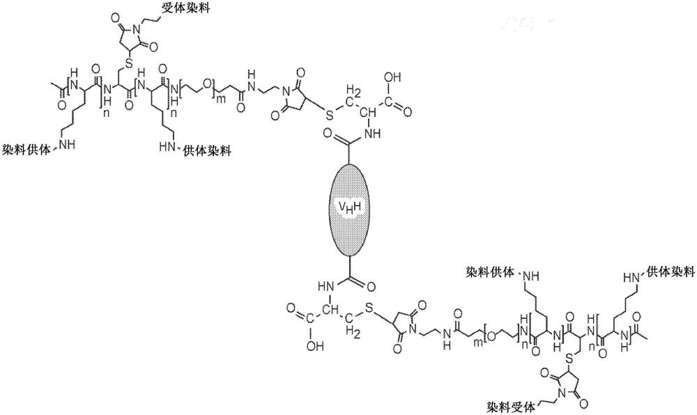 單域抗體/聚合物串聯(lián)熒光染料綴合物及其制備和使用方法與流程