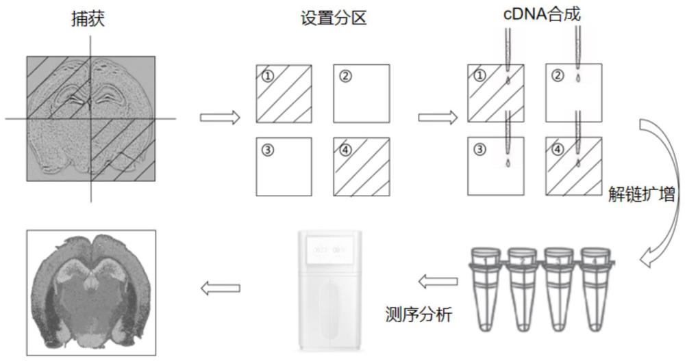 一種提高微球矩陣空間轉(zhuǎn)錄組捕獲面積的方法及其應(yīng)用與流程