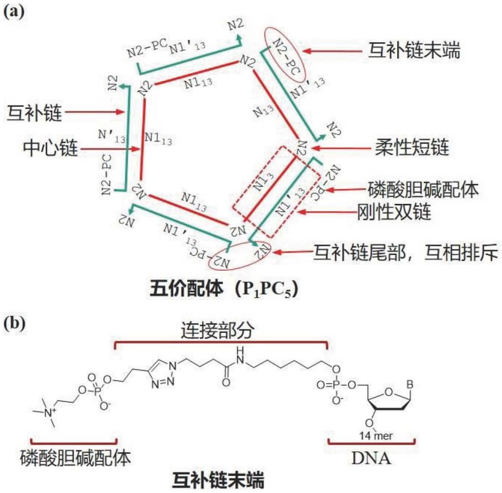 一種五價(jià)磷酸膽堿配體及其制備方法和應(yīng)用