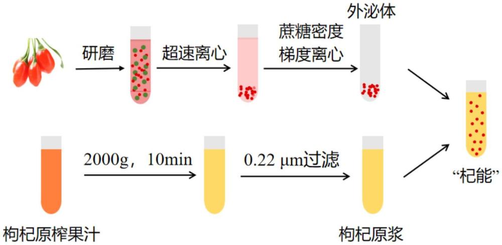 一種枸杞外泌體復(fù)合飲品及其制備方法和應(yīng)用