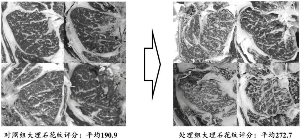 一種油茶籽油在制備提高肉牛品質(zhì)產(chǎn)品中的應(yīng)用