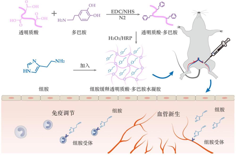 組胺緩釋多巴胺-透明質(zhì)酸可注射水凝膠、制備方法及應(yīng)用