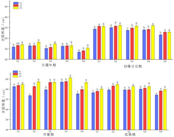 一種提高濱海鹽漬地水稻產(chǎn)量的氮密種植方法與流程