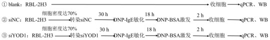 一種抑制YOD1基因的siRNA及其應(yīng)用