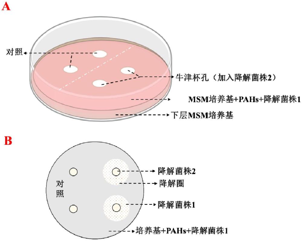 一種谷氨酸桿菌、處理劑及在降解多環(huán)芳烴中的應(yīng)用