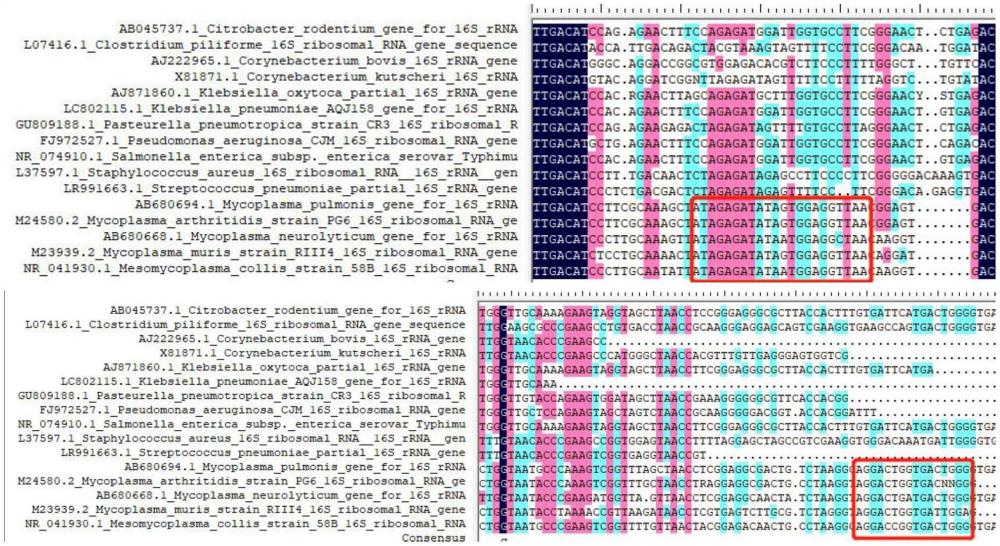 一種用于嚙齒動(dòng)物支原體檢測的通用PCR引物組和方法與流程