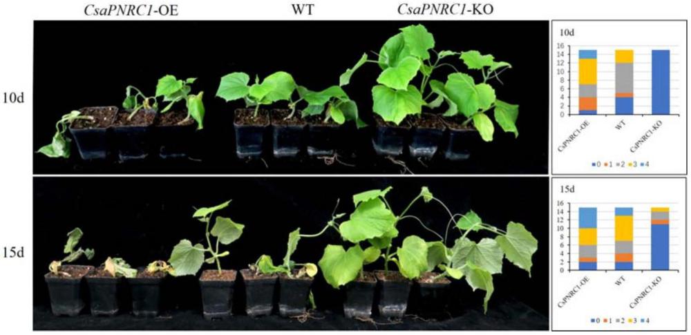CsPNRC1基因及其編碼蛋白在調(diào)控黃瓜抗枯萎病中的應(yīng)用