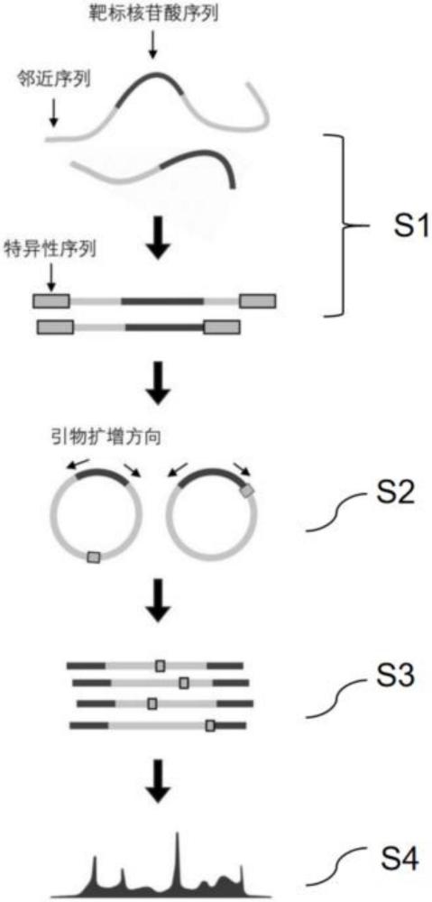 用于測(cè)定細(xì)胞中目標(biāo)基因序列及其鄰近序列的方法、試劑盒及其應(yīng)用與流程