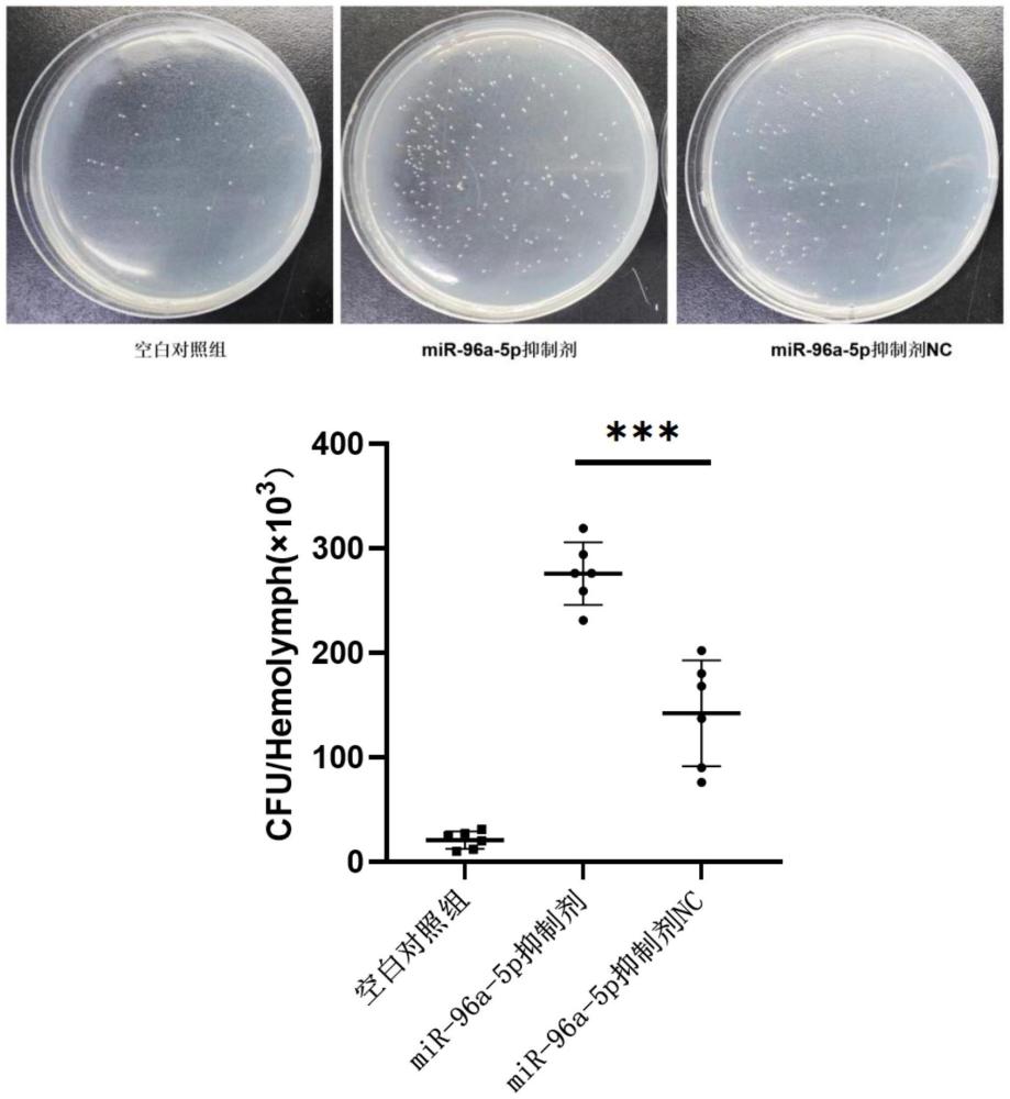 一種長(zhǎng)牡蠣非編碼小RNA（miR-96a-5p）及在抗細(xì)菌感染中的應(yīng)用