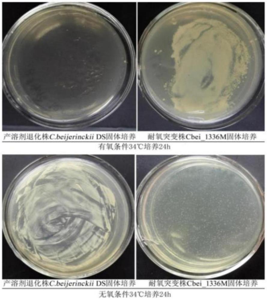 一種拜氏梭菌耐氧突變菌株及其制備方法和應(yīng)用