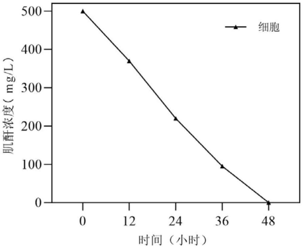 降解肌酐的短短芽孢桿菌YF02制劑及其應(yīng)用的制作方法