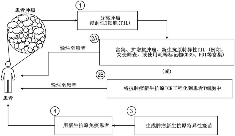 接種疫苗的T細胞療法作為針對癌癥的聯(lián)合免疫療法的制作方法