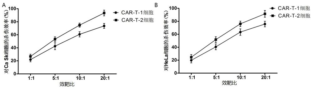 一種攜帶CAR結(jié)構(gòu)的HPV疫苗、制備方法及其應(yīng)用與流程