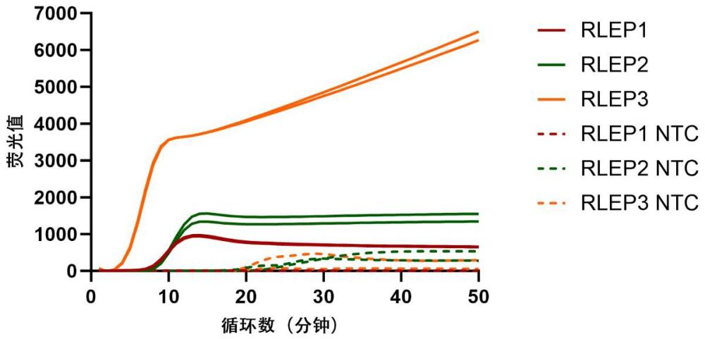 檢測麻風桿菌引物探針組合、試劑盒、方法和應(yīng)用