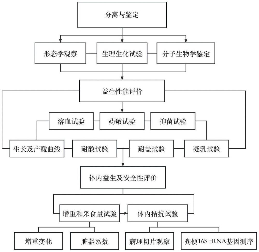 一株地衣芽孢桿菌及其應(yīng)用