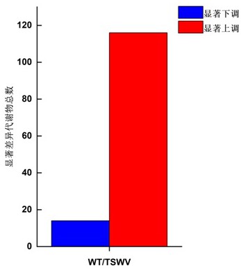 一種西花薊馬引誘劑及其應(yīng)用