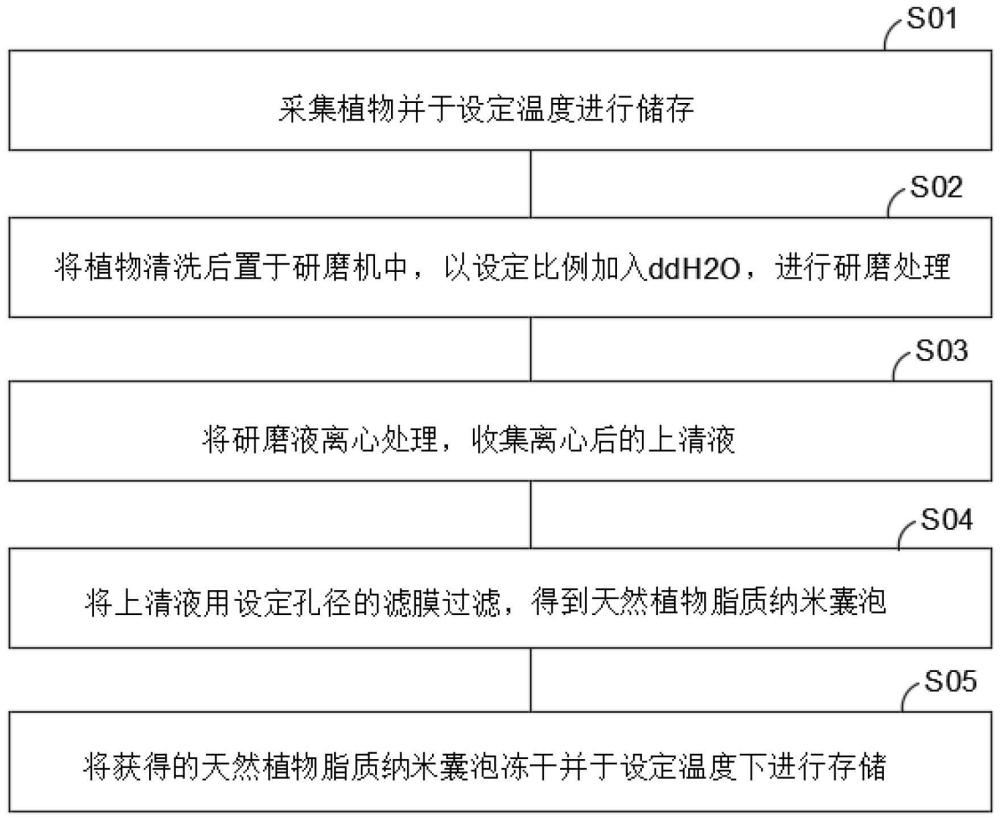 一種含天然植物脂質(zhì)納米囊泡的沖劑及大規(guī)模制備方法