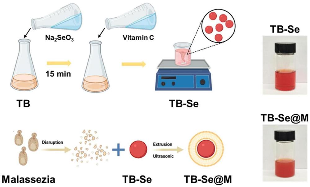 抗馬拉色菌的茶褐素-硒納米顆粒@馬拉色菌膜復合體系及其應用的制作方法