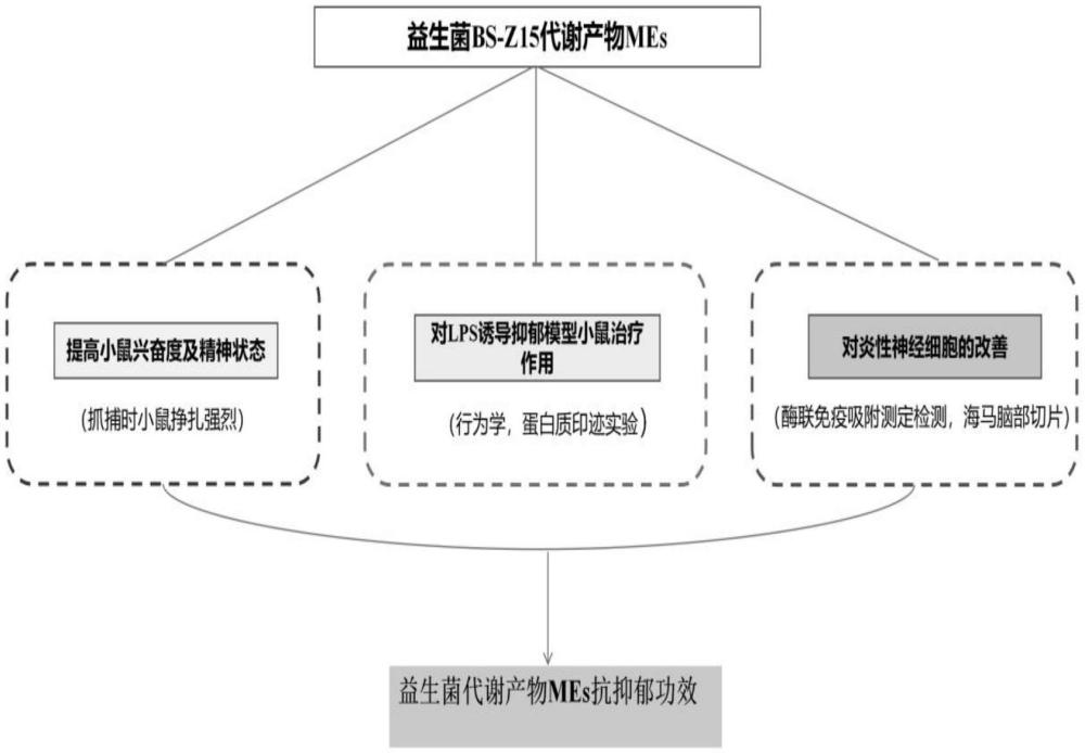 一種益生菌代謝產(chǎn)物MEs在制備抗抑郁藥物中的應(yīng)用