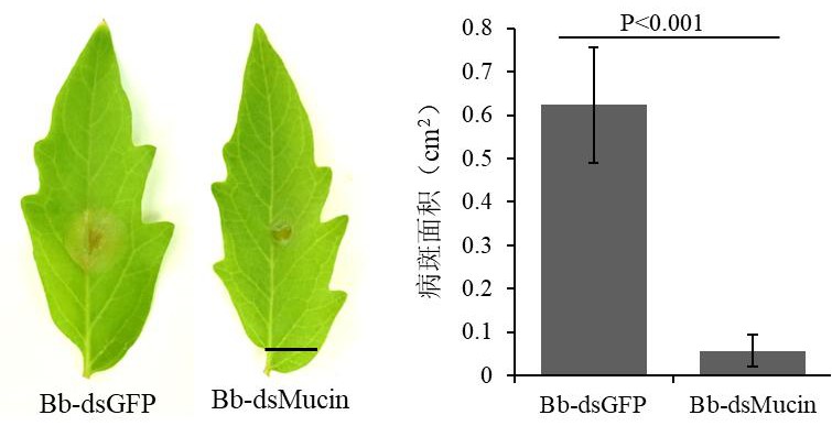 一株表達(dá)dsRNA的球孢白僵菌工程菌株Bb-dsMucin及其構(gòu)建方法和應(yīng)用