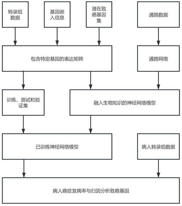 一種基于深度學(xué)習(xí)可用于癌癥預(yù)測和致癌基因歸因分析的生物網(wǎng)絡(luò)方法