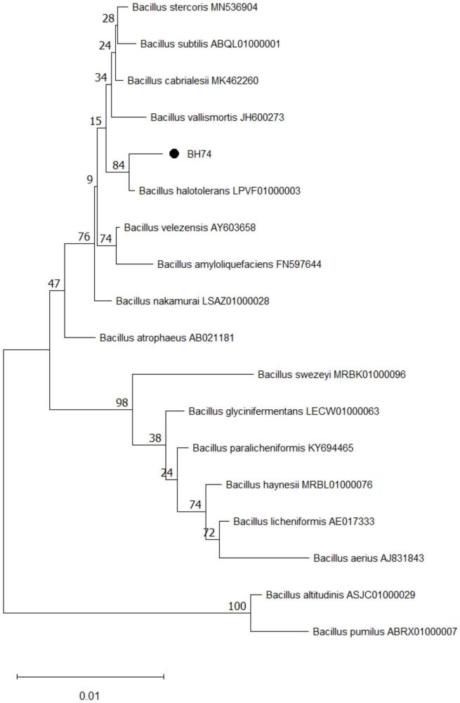 一株耐鹽芽孢桿菌BH74及其在防治煙草根腐病中的應用