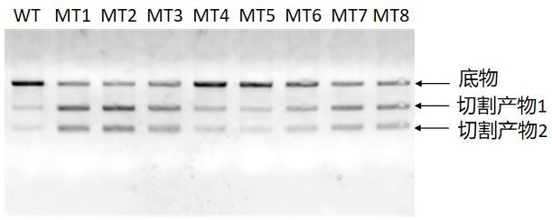 Cas12f核酸酶突变体、其应用及试剂盒的制作方法