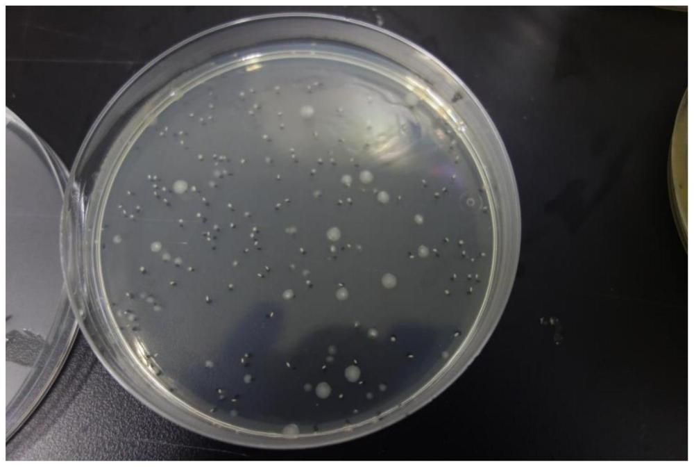 支化氟烷基短鏈季銨鹽抗菌劑